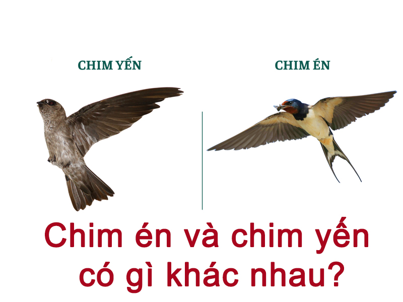 chim en va chim yen co gi khac nhau