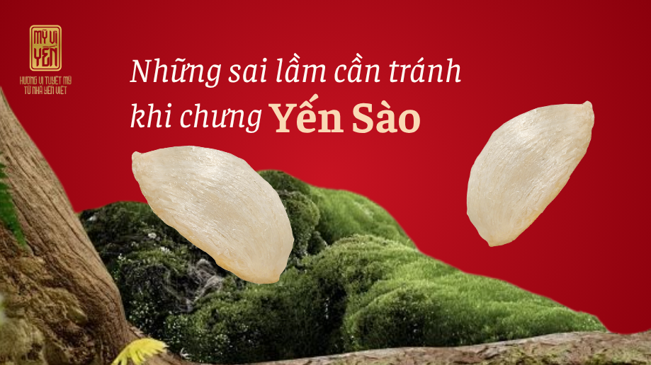 Những sai lầm nên tránh khi chưng tổ Yến: 7 lỗi cần tránh