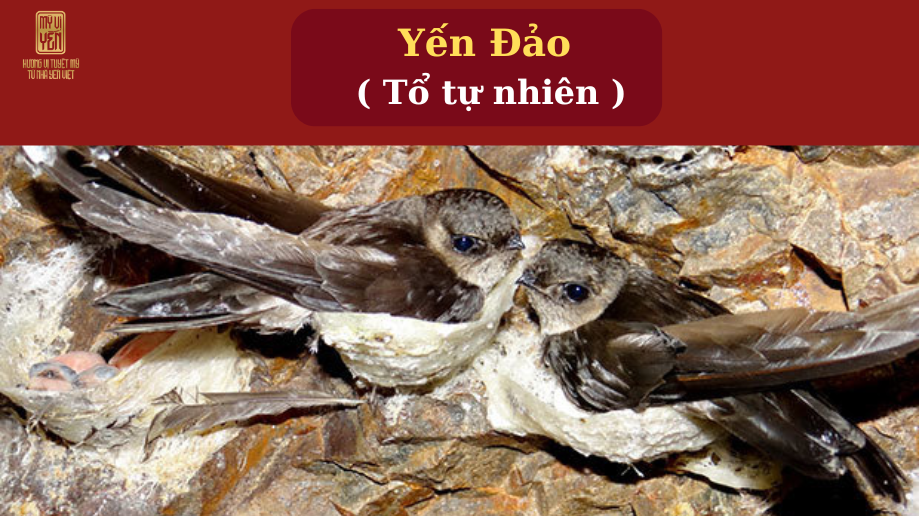 Tại sao yến sào lại có nhiều mức giá?– 3 yếu tố quyết định giá