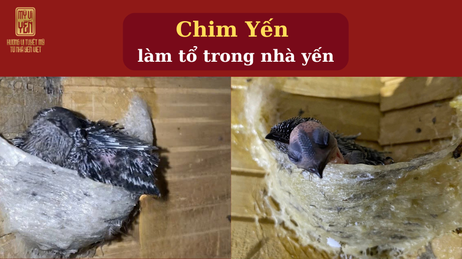 Tại sao yến sào lại có nhiều mức giá?– 3 yếu tố quyết định giá