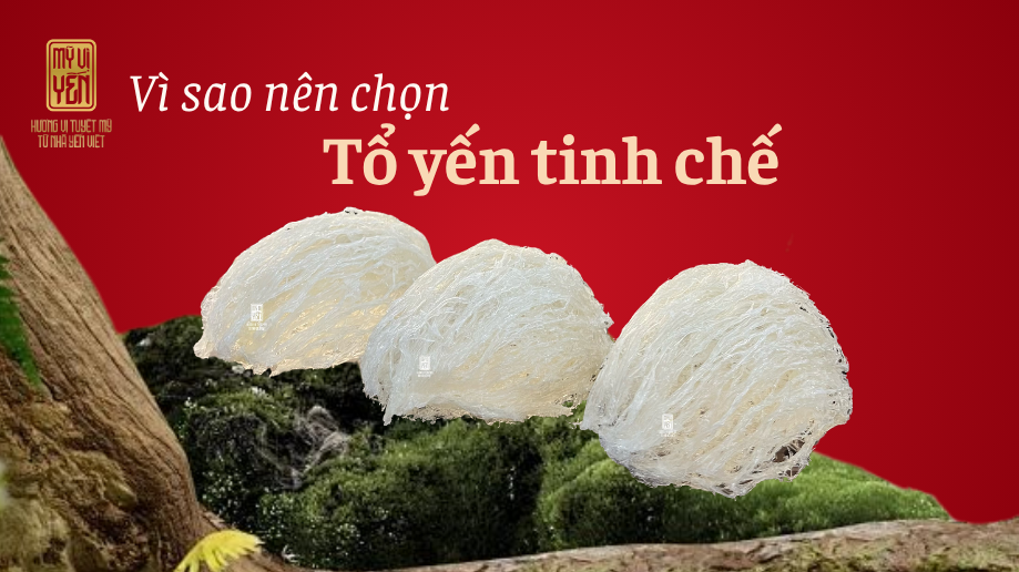 Tổ yến tinh chế Khánh Hòa