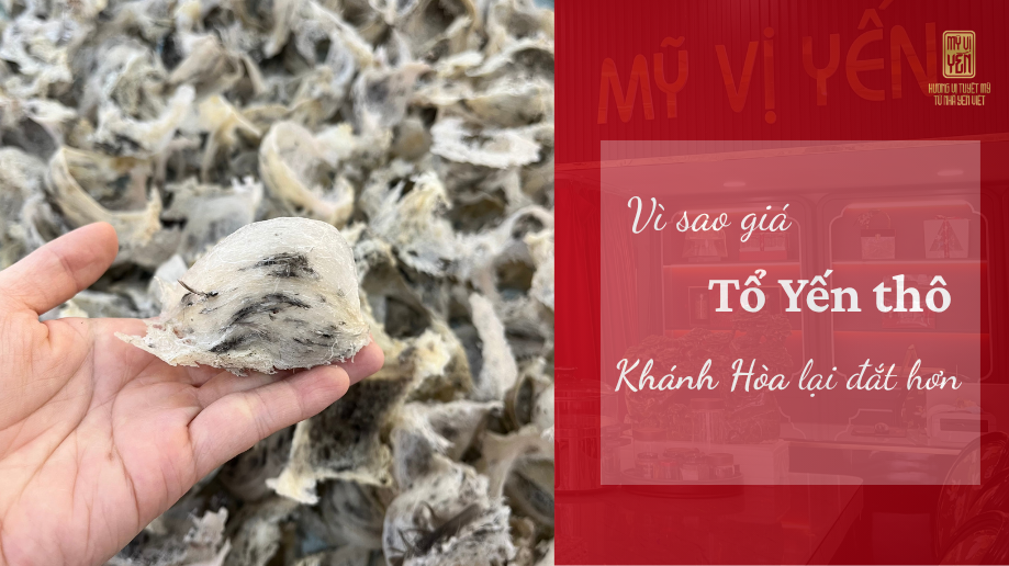 Tổ yến thô Khánh Hòa giá bao nhiêu ?