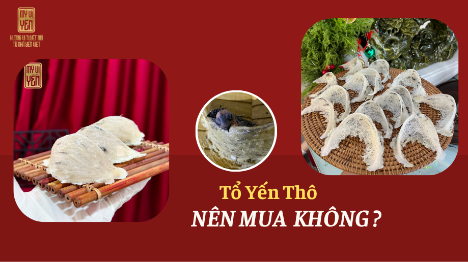 Tổ yến thô nên mua không