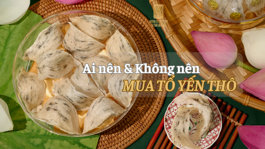 Tổ yến thô nên mua không