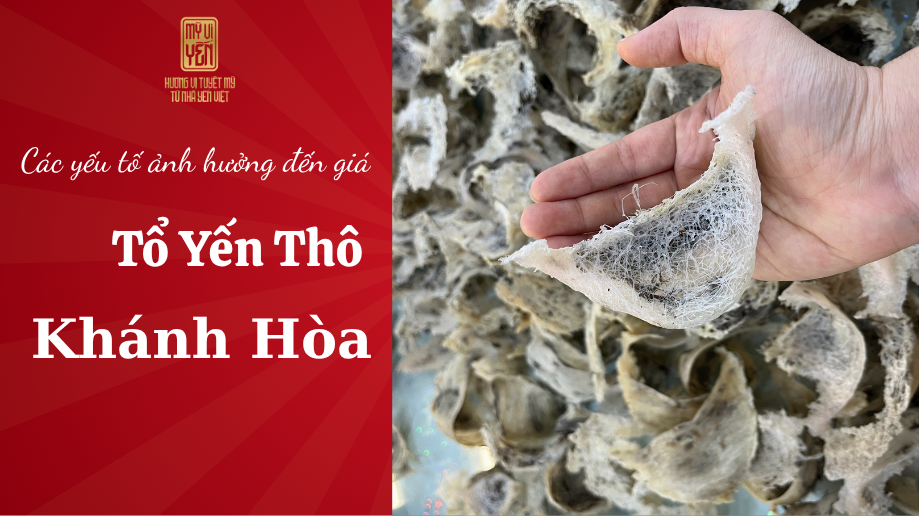 Tổ Yến Thô Loại 1 ( Yến Tổ A) – Mỹ Vị Yến | Yến Sào Nguyên Chất Nha Trang