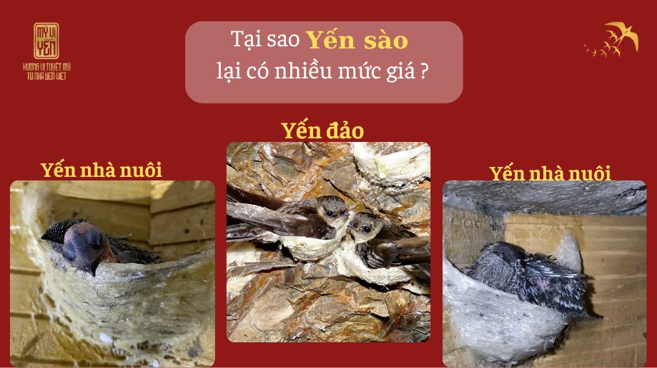 Yến nhà nuôi và Yến đảo
