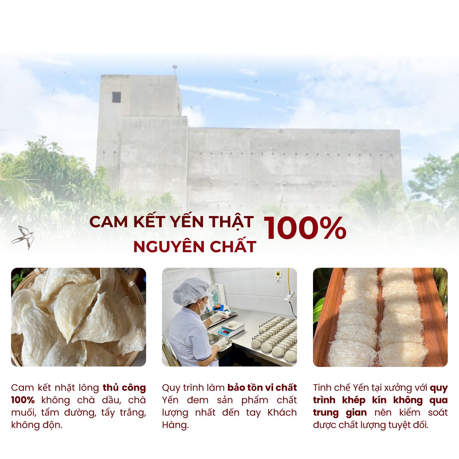 Nhà Yến - Xưởng tinh chế yến của Mỹ Vị Yến