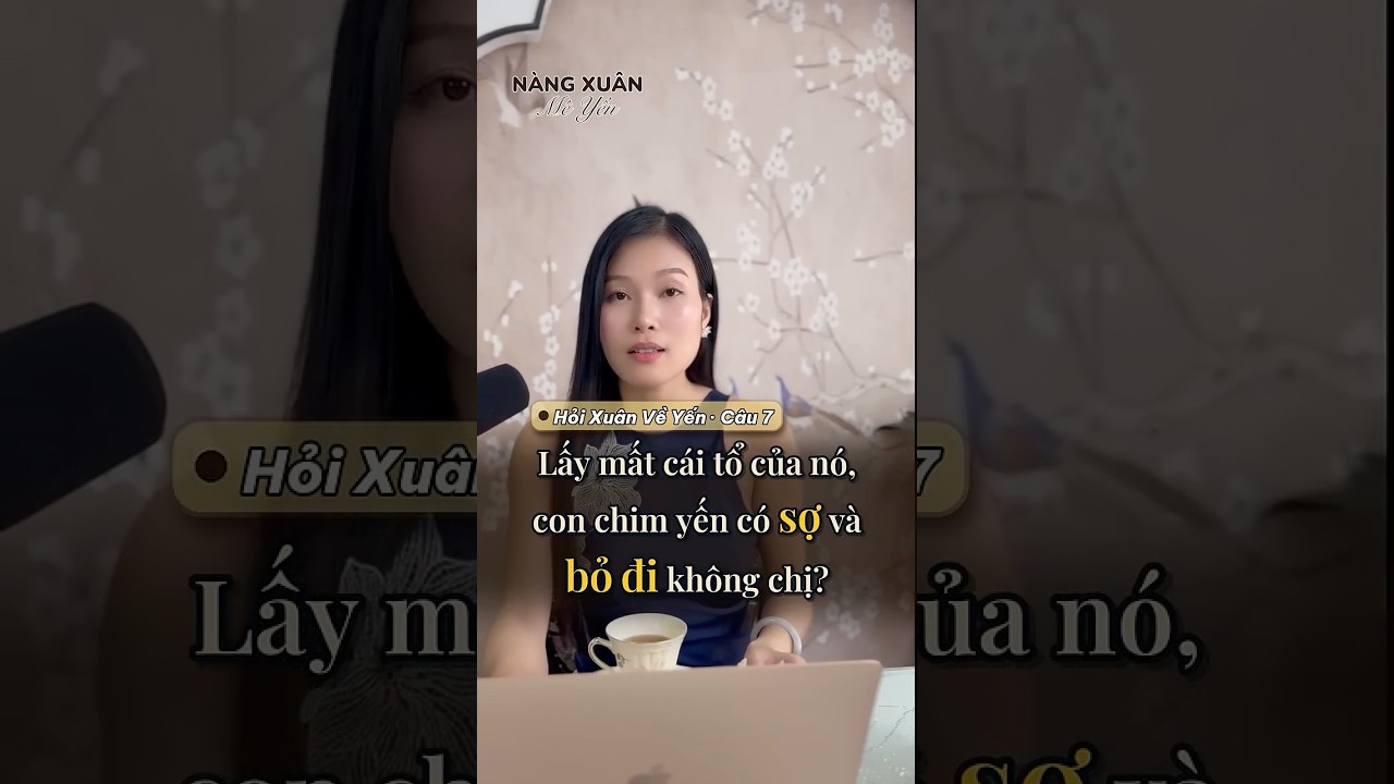 Ảnh bìa video: Lấy Tổ Chim Yến, Con Chim Có Bỏ Đi Không? Sự Thật Về Thời Điểm Thu Hoạch